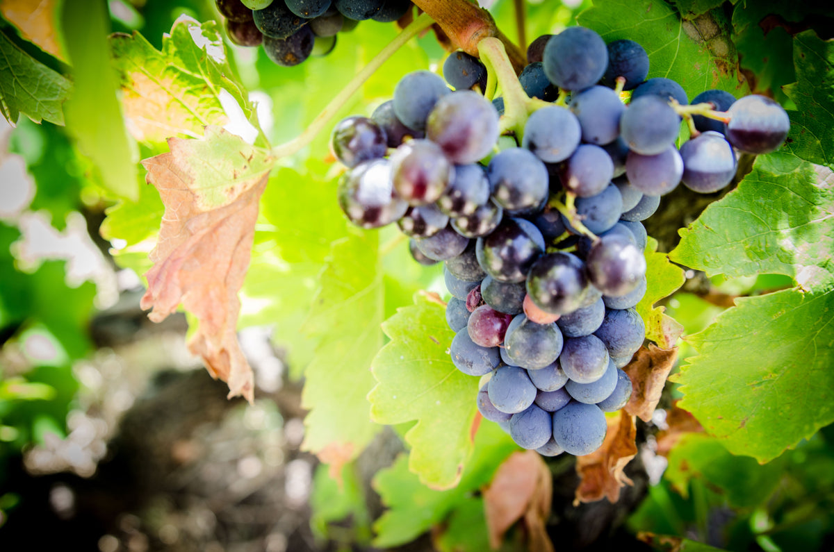 What Is a GSM Blend? A McLaren Vale Winemaker’s Guide